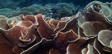 Cabbage Coral